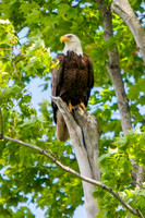 Clearfork Eagles